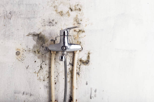 Best Post-Flood Mold Remediation in Adelphi, MD