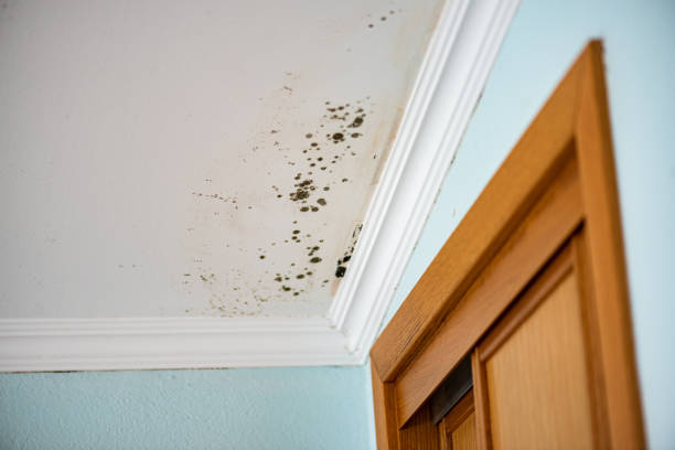 Best White Mold Remediation in Adelphi, MD