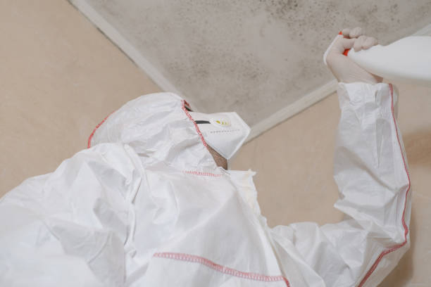 Best Industrial Mold Remediation in Adelphi, MD