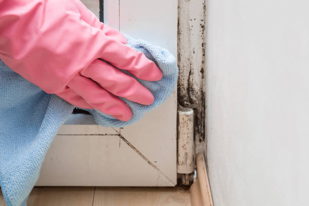 Best Mold Remediation for Specific Building Types in Adelphi, MD
